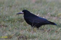 Corbeau freux